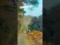 #tiger #ranthambore #nationalpark #meenawati #meenageet #rajasthan #sawaimadhopur #ytshorts #explore