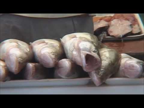 Video: Kako Doći Do Masažne Ribe