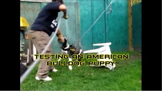 Testing an American Bulldog Pup