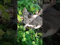 Shortvideo Cat Shortvideo Cat