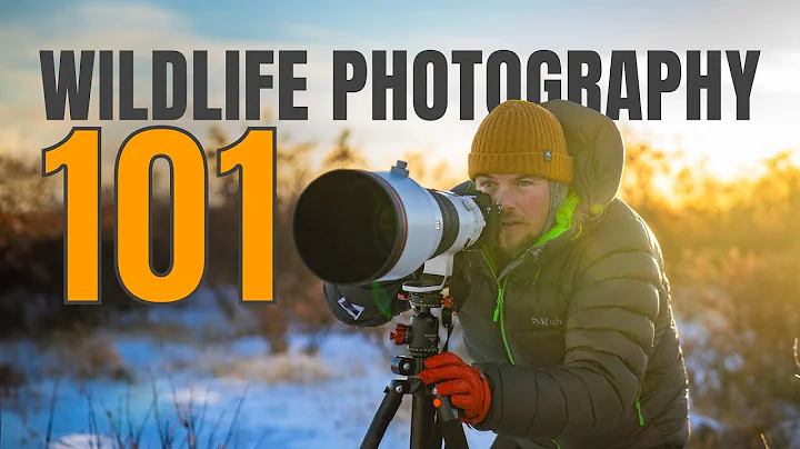 Learn WILDLIFE PHOTOGRAPHY. 5 Tips To INSTANTLY Improve! thumbnail