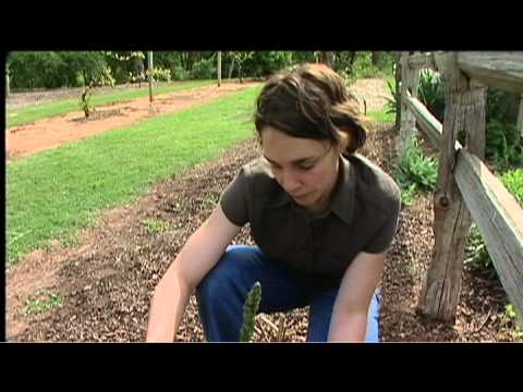 Video: Recoltarea sparanghelului: Cum să culegi sparanghelul