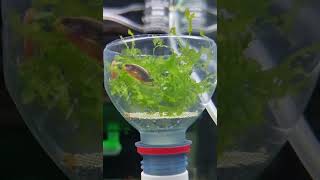 Cpd Fish Celestial Pearl Danio Aka Galaxy Rasbora