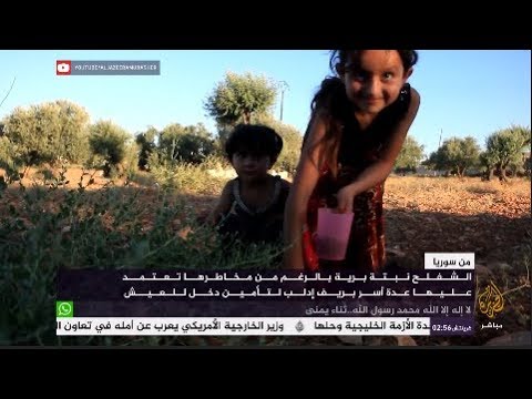 رغم مخاطرها.. نبتة الشفلح لتأمين لقمة العيش