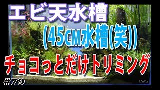 【45cm水槽】伸びた水草(ウィローモス・バリスネリア)をトリミングしました。【水草水槽・熱帯魚(Planted aquarium/Tropical fish)】#79