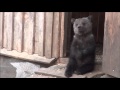 Как в России спасают осиротевших медвежат