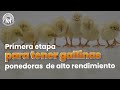 Primera etapa, gallinas ponedoras | rentabilidad