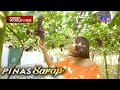 Grape farm sa Bauang, La Union, bisitahin! | Pinas Sarap