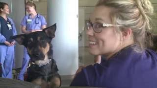 Fighting Stress With Some Furry Friends