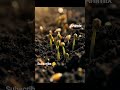 Tiny wheat seeds turning into fresh green plants #shorts #plantgrowth #wheatseed #timelapse