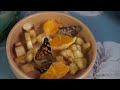 БАБОЧКА Кушает Апельсин Growing own Butterflies Butterfly Eating Orange