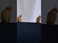 Cockatiels #birds
