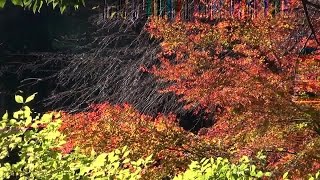 京都 紅葉半ば 貴船川に沿って Along Kibune River, Kyoto(2013-11)