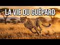 Guépard : ces faits vont te choquer