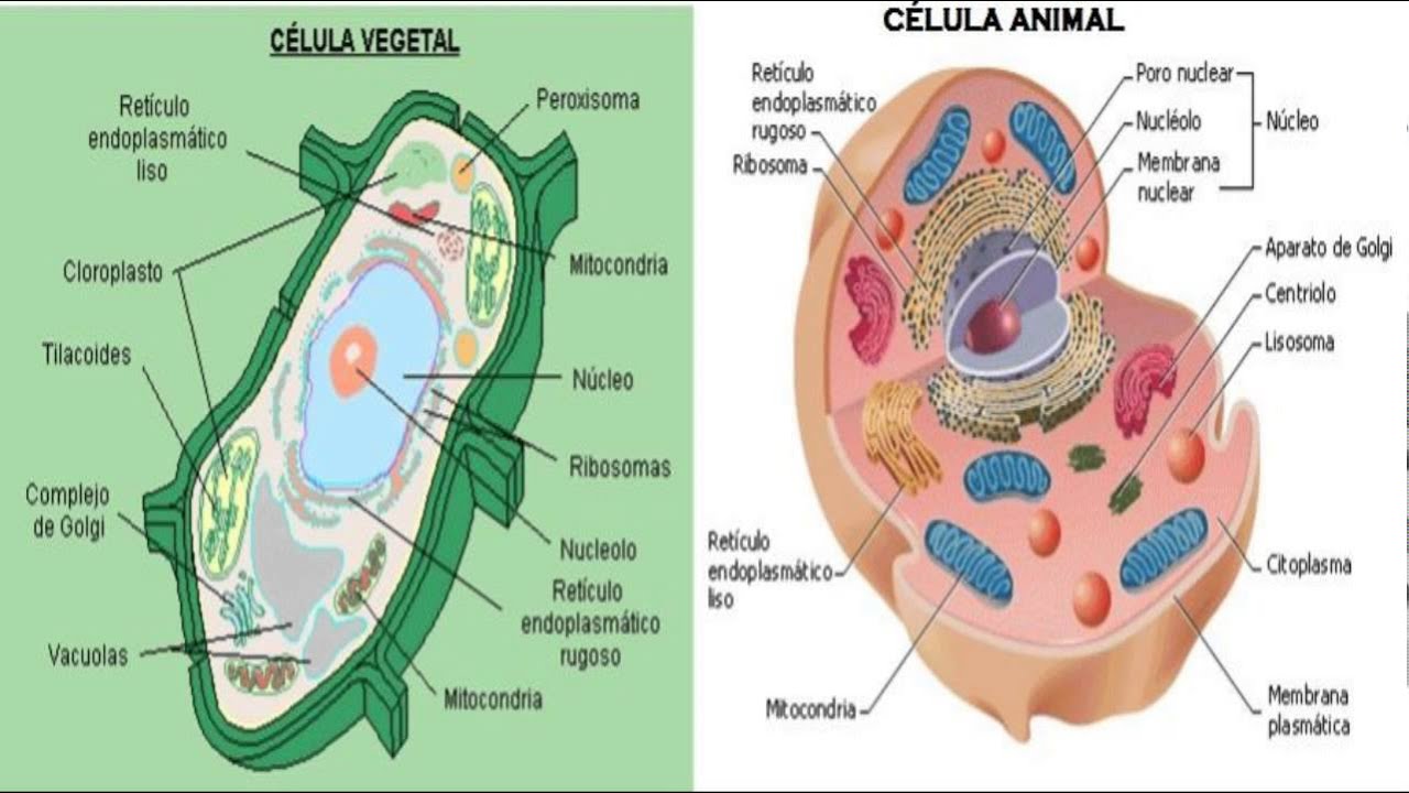 Dibujo De Una Celula Dibujo De La CÉlula Y Sus Partes The Cell And