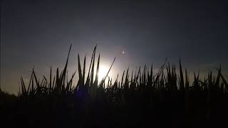 Download Lagu Senja MP3