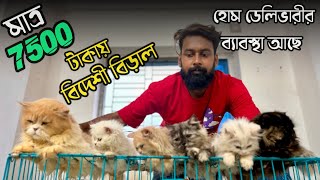 Best Quality Persian Cat Kennel in Kolkata | Low Price Persian Cat in Kolkata | Persian Kitten