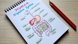 Human Digestive system drawing | How to draw digestive system of human | artYo