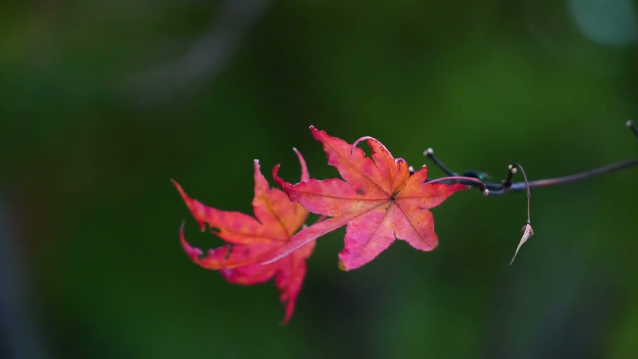 Season 9 - Episode 2 — Thoughts That Don’t Ask for Attention