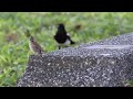 喜鵲公園側錄 part2 Canon M6 mark 2 &amp; Sigma 50-100 mm f1.8 art 4k