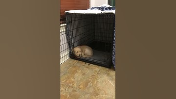 Successfully crate trained my 8 week old golden retriever puppy within three days