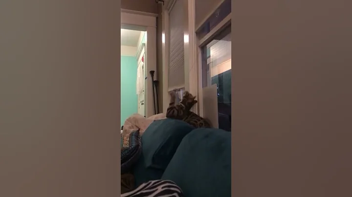 Watch the video about Bengal Kittens Play on Couch!