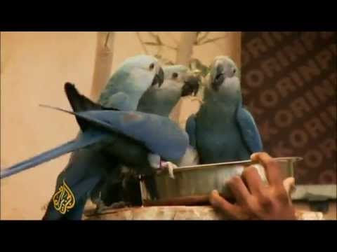 Ara modra - Cyanopsitta spixii