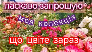картинка: Флорібунди🌹 та Чайно-гібридні троянди🌹Іноді не можливо відрізнити, але ж потрібно...