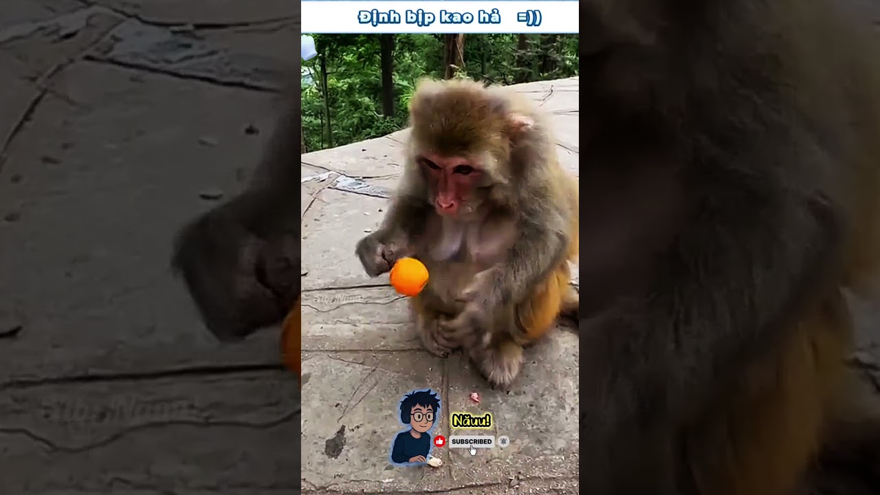 móa lừa kao à =))  