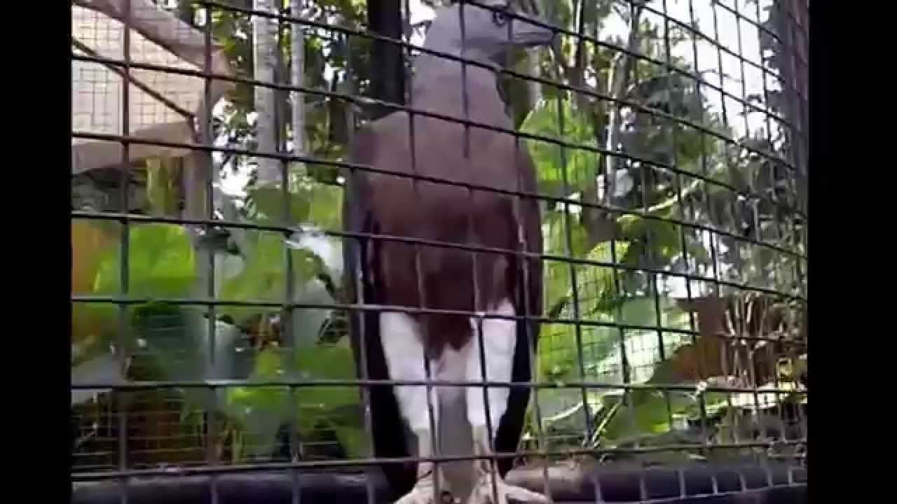 Burung Garuda itu ternyata ada bukan bualan belaka Bogor Burung Garuda itu ternyata ada bukan bualan belaka Bogor