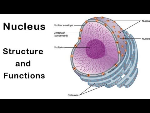 nucleus cbse