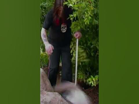 ozzy osbourne vs cat