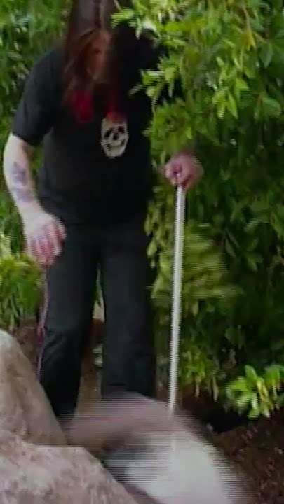 ozzy osbourne vs cat