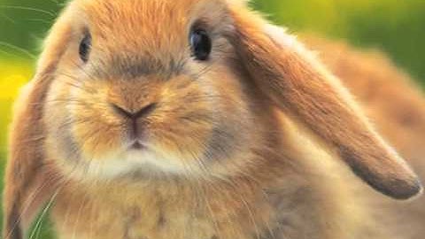 G̱áx̱ sh káa x̱ʼadagáaxʼ!