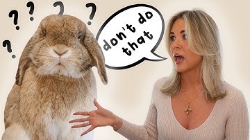 How To Communicate With Your Rabbit