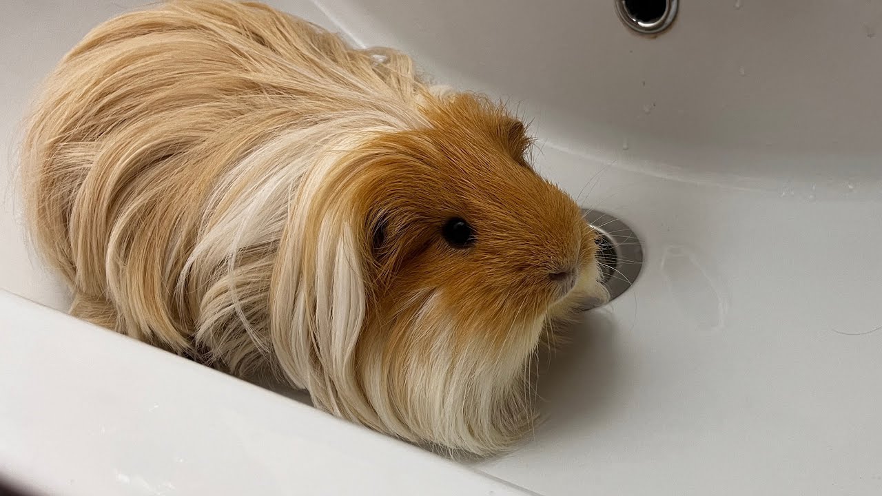 Bathed a guinea pig today. Cute video with Max 🐹 YouTube