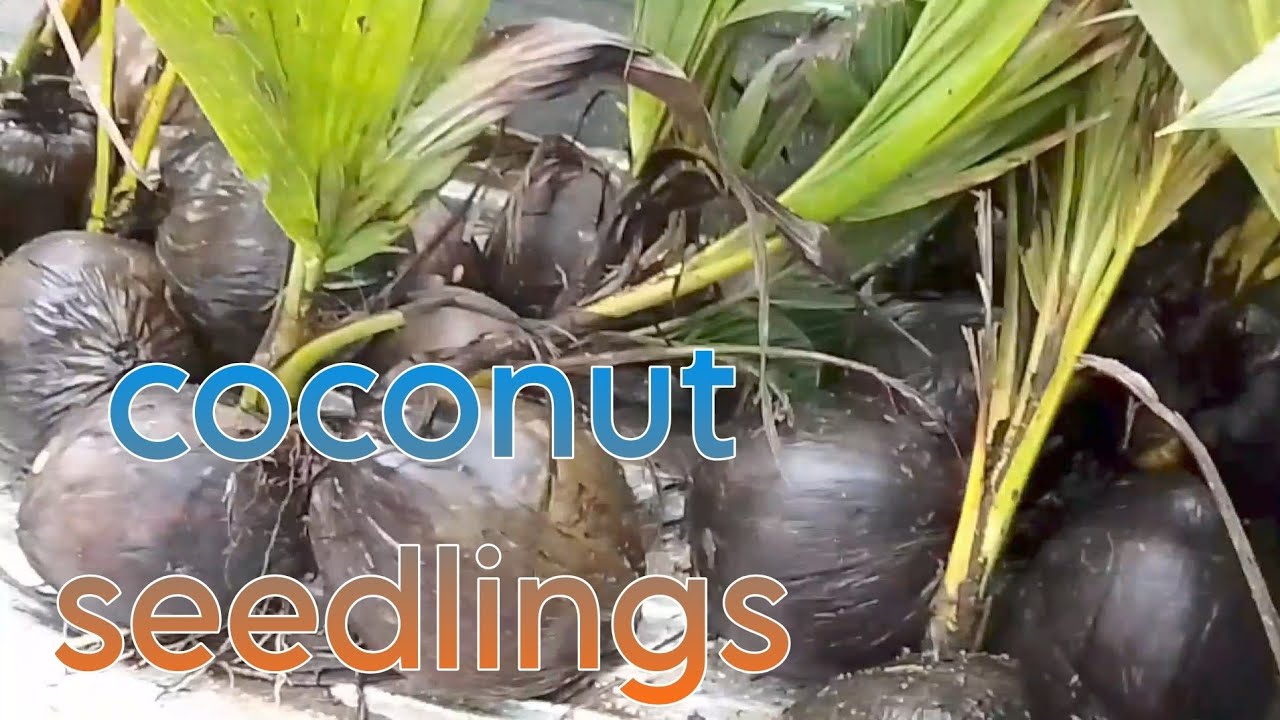 NANGUHA KAMI NG COCONUT SEEDLINGS (TAMURONG CANDON)