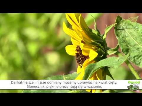 Wideo: Późne sadzenie słoneczników: czy można uprawiać słoneczniki późnym latem