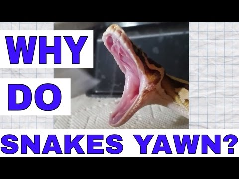 Why Do Snakes 'Yawn'?