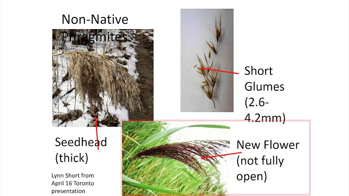 GBF Phragmites Workshop - Identification -  Heathe...