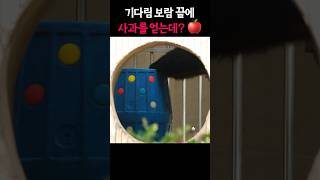 카트 밀다 사과 얻은 푸..! 🍎