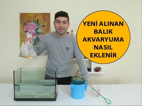 Yeni Alınan Balık Akvaryuma Nasıl Eklenir