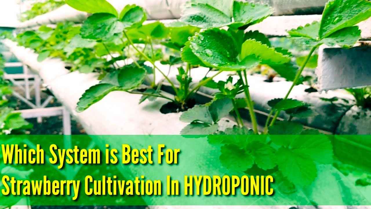 HYDROPONIC STRAWBERRY FARMING IN INDIA YouTube