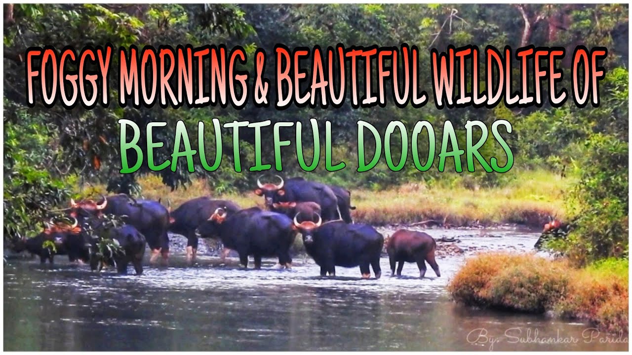 FOGGY MORNING & BEAUTIFUL WILDLIFE OF BEAUTIFUL DOOARS