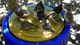 Bird Bath Festival on my New DIY Garden Fountain