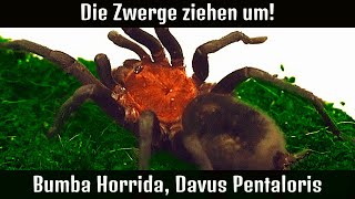 Die Zwergen ziehen um!  -  Rehousing [ bomba horrida, davus pentaloris ] #vogelspinne