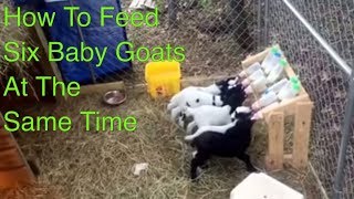 How to Feed Six Baby Goats at One Time