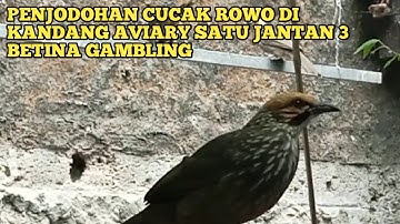 PENJODOHAN CUCAK ROWO DI KANDANG AVIARY SATU JANTAN 3 BETINA GAMBLING