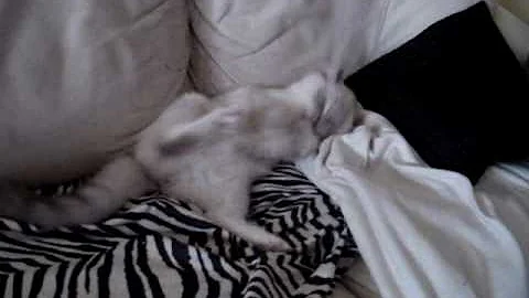 Watch the video about Acrobatic Ragdoll Kitty