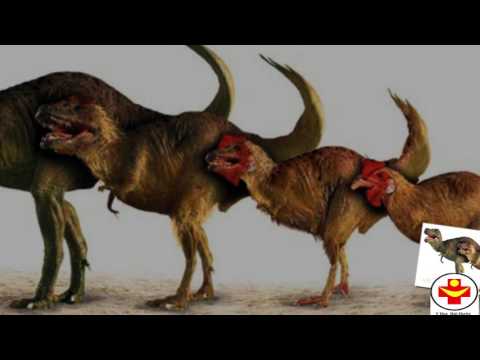 Những điều chưa biết về con gà - gà có tổ tiên là khủng long...?